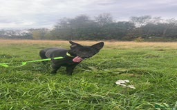 German Shepherd dogs for sale: Girl German shepherd luna - Image 1