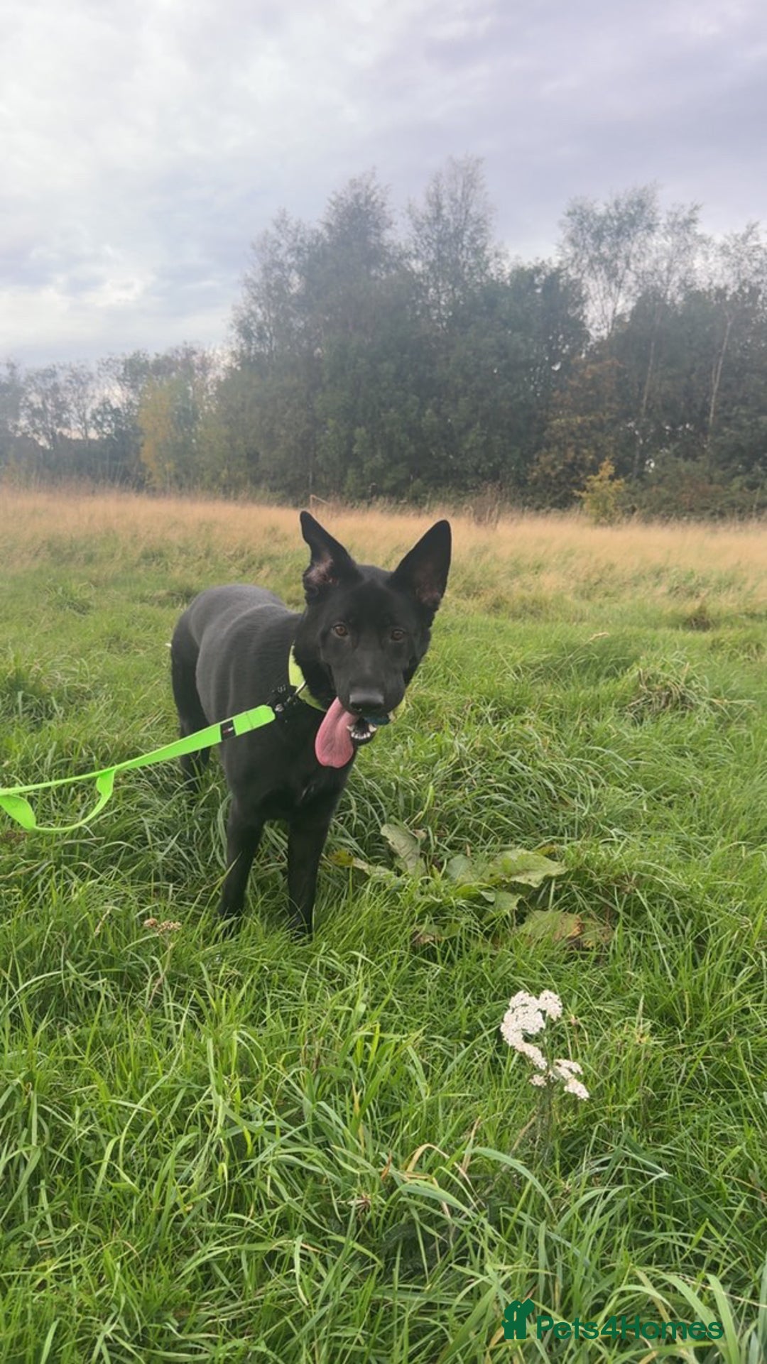 German Shepherd dogs for sale: Girl German shepherd luna - Image 1
