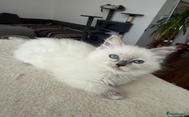 Ragdoll cats - Advert 9