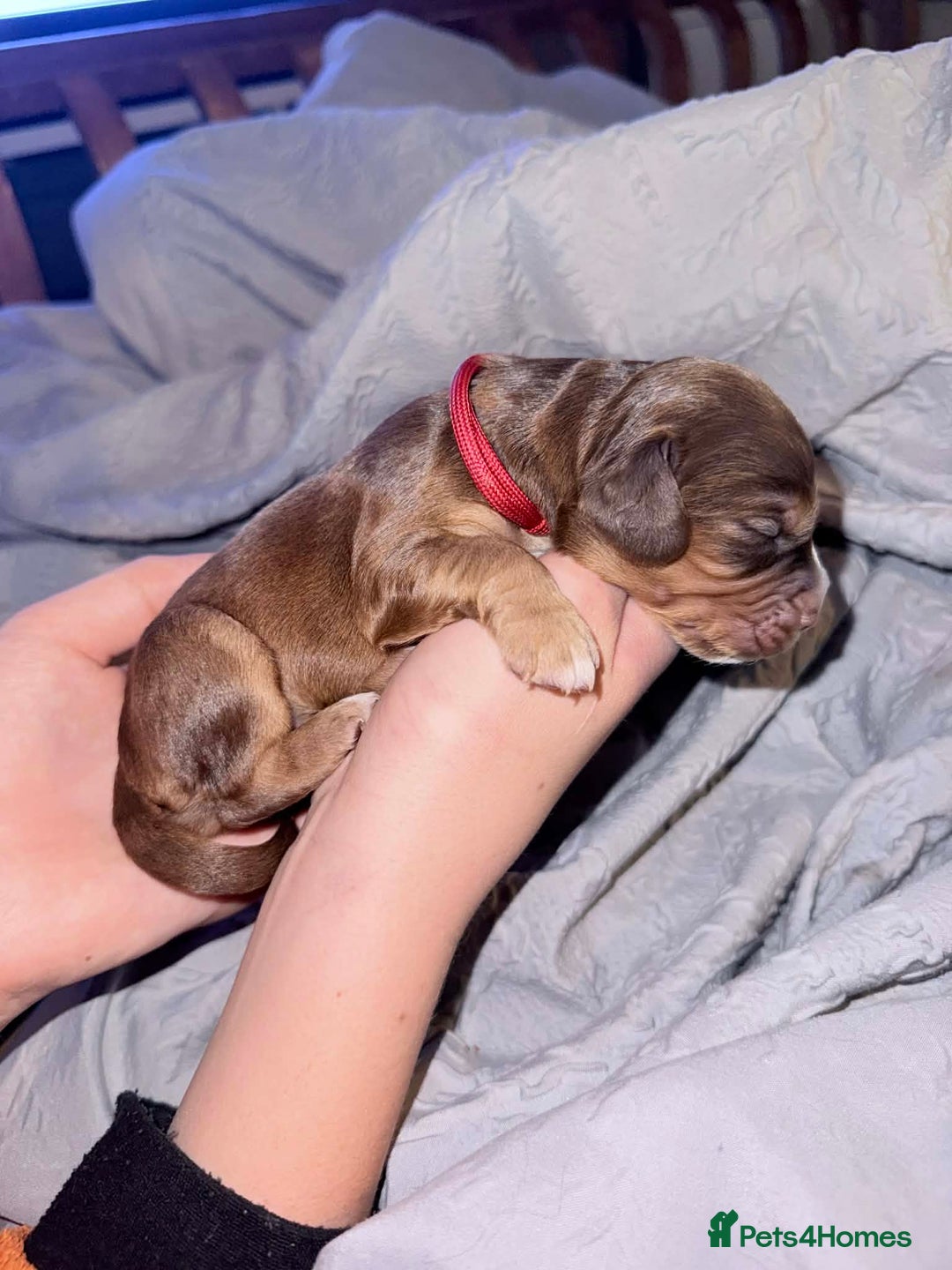 Sprocker dogs for sale: Sprocker Puppies for Sale, Mother Pure Bred Cocker - Advert 9