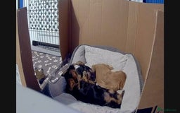 Cavalier King Charles Spaniel dogs for sale: Stunningly beautiful Cavalier King Charles Puppies - Advert 3