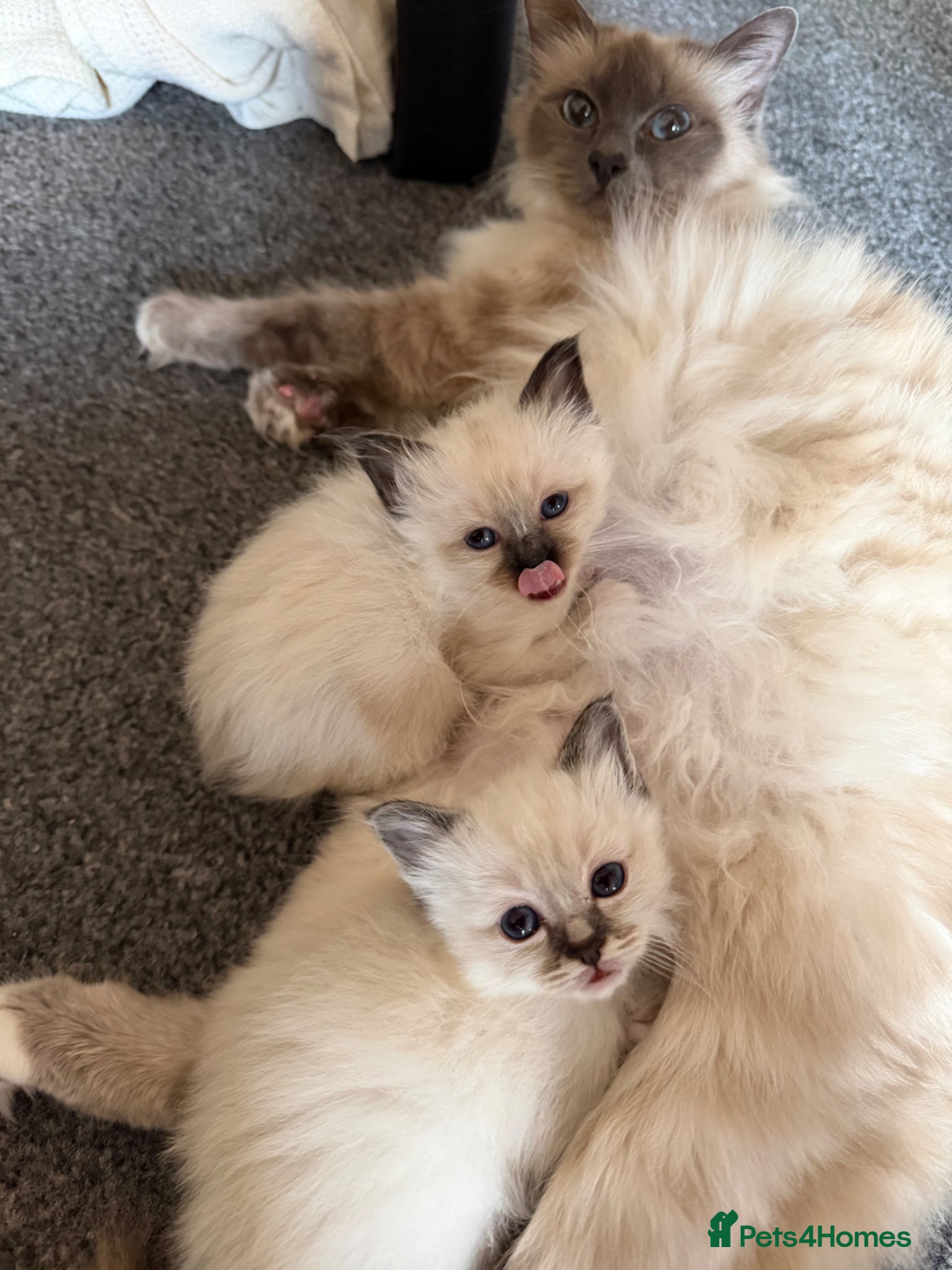 Birman cats Birman kittens  - Advert 1