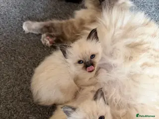 Birman cats Birman kittens - Advert 1