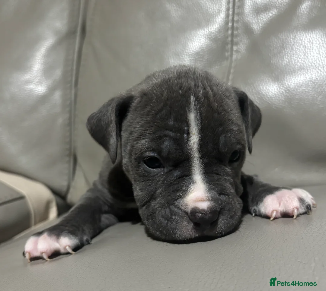 Mixed Breed dogs for sale: American bulldog cross American staff  - Advert 8