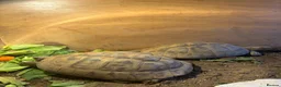 Tortoise reptiles for sale: 2 horsfield tortoise for sale  in Stalybridge - Advert 1