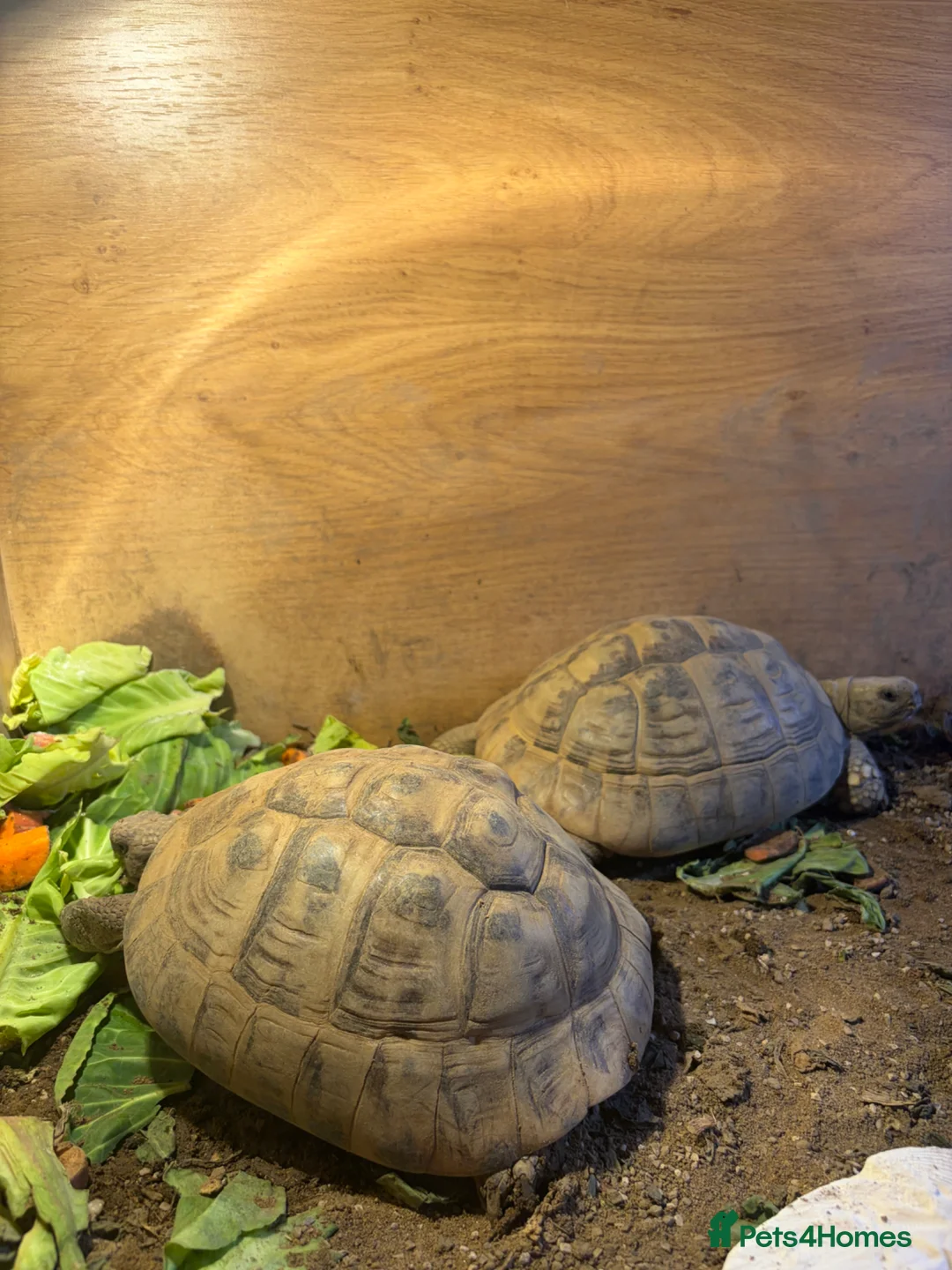 Tortoise reptiles for sale: 2 horsfield tortoise for sale  in Stalybridge - Advert 1