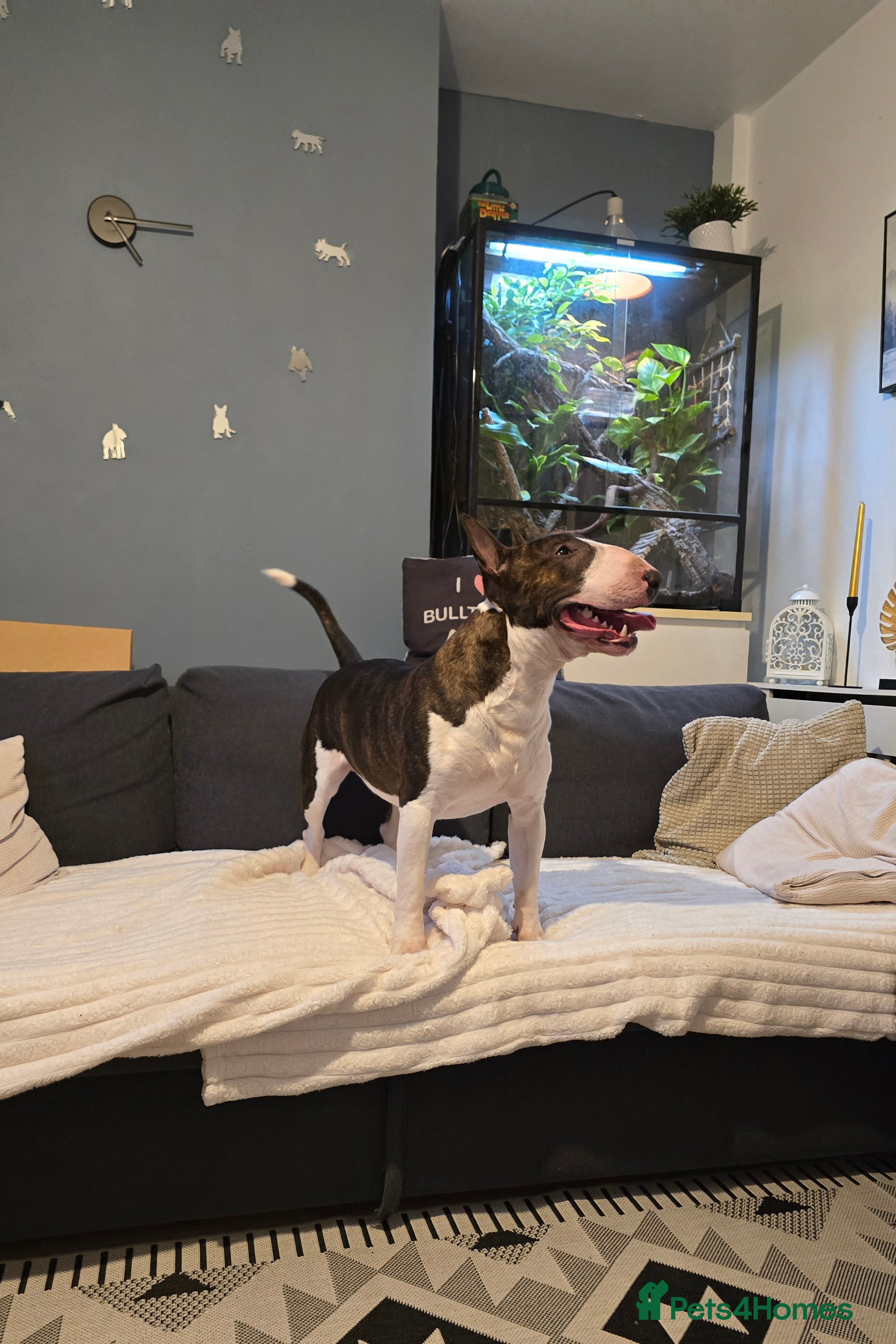 English Bull Terrier dogs TOP PEDIGREE IN UK, CRUFTS QUALIFIER, CHAMP FAMILY - Advert 5