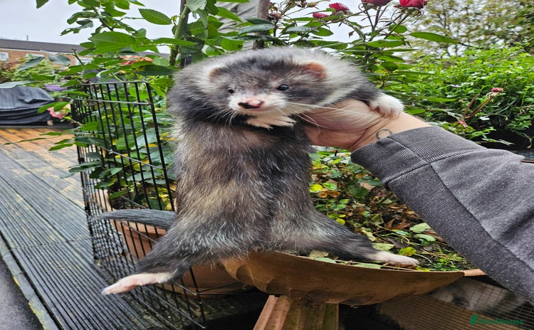 Ferret rodents - Advert 1