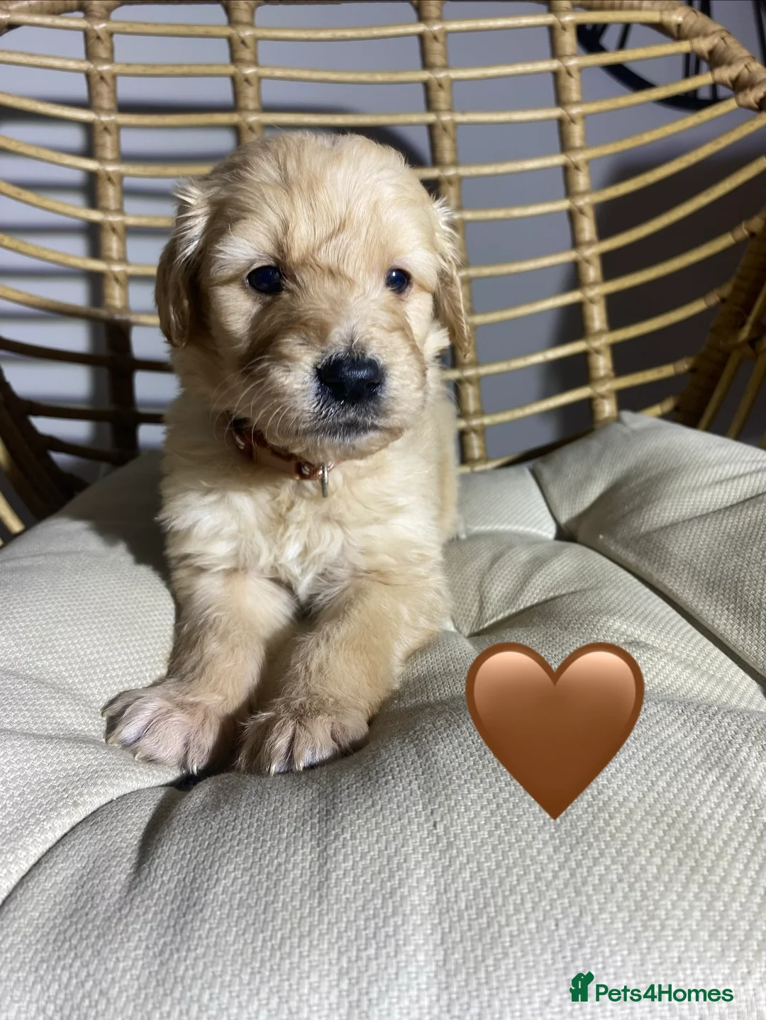 Goldendoodle dogs for sale: F1 Goldendoodles 🖤💛 - Advert 16