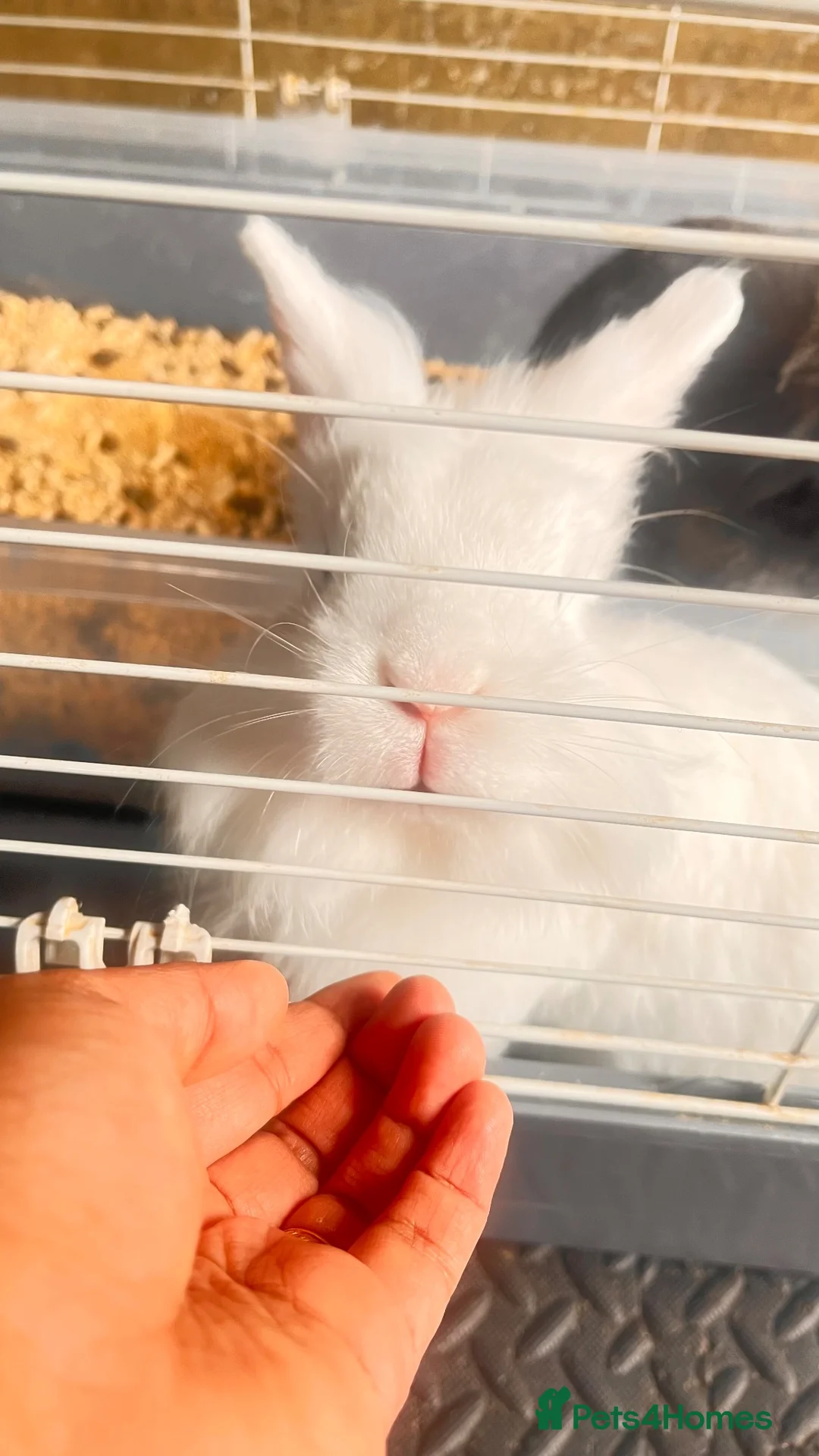 Lionhead rabbits for sale: Rubby in Dudley - Advert 2