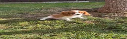 Cavalier King Charles Spaniel dogs for sale: Cavalier King Cha - Advert 29