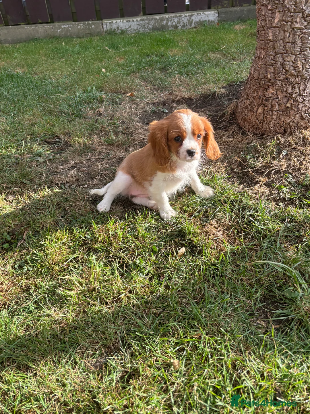 Cavalier King Charles Spaniel dogs for sale: Cavalier King Cha - Advert 29