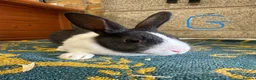 Dutch rabbits for sale: Beautiful Dutch Rabbits For Sale - Advert 14