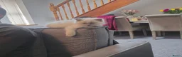 Ragdoll cats for sale: Beautiful Ragdoll Kittens - Advert 10