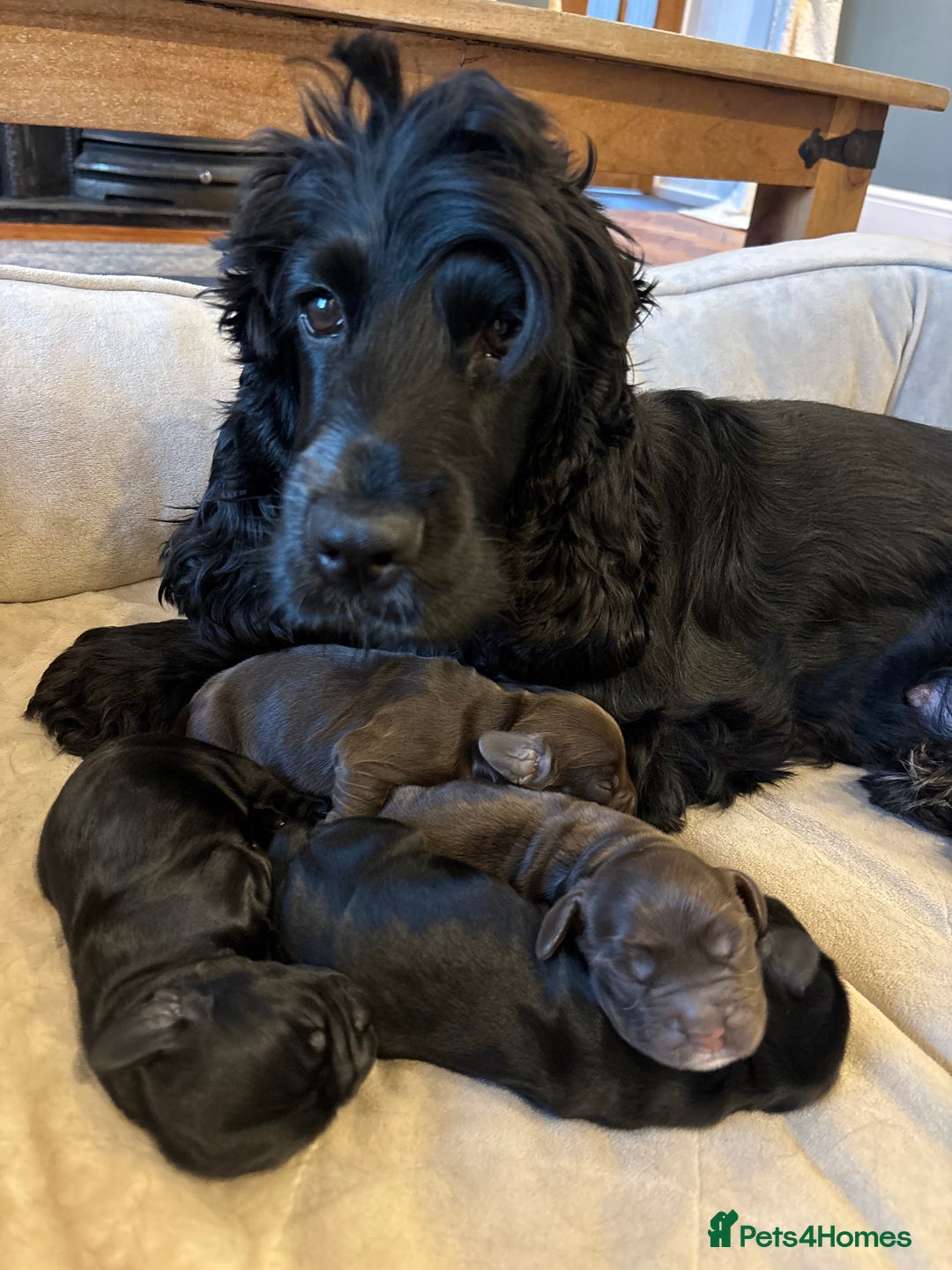 Cocker Spaniel dogs for sale: Show-type KC reg. black/white cocker spaniel puppy - Advert 8
