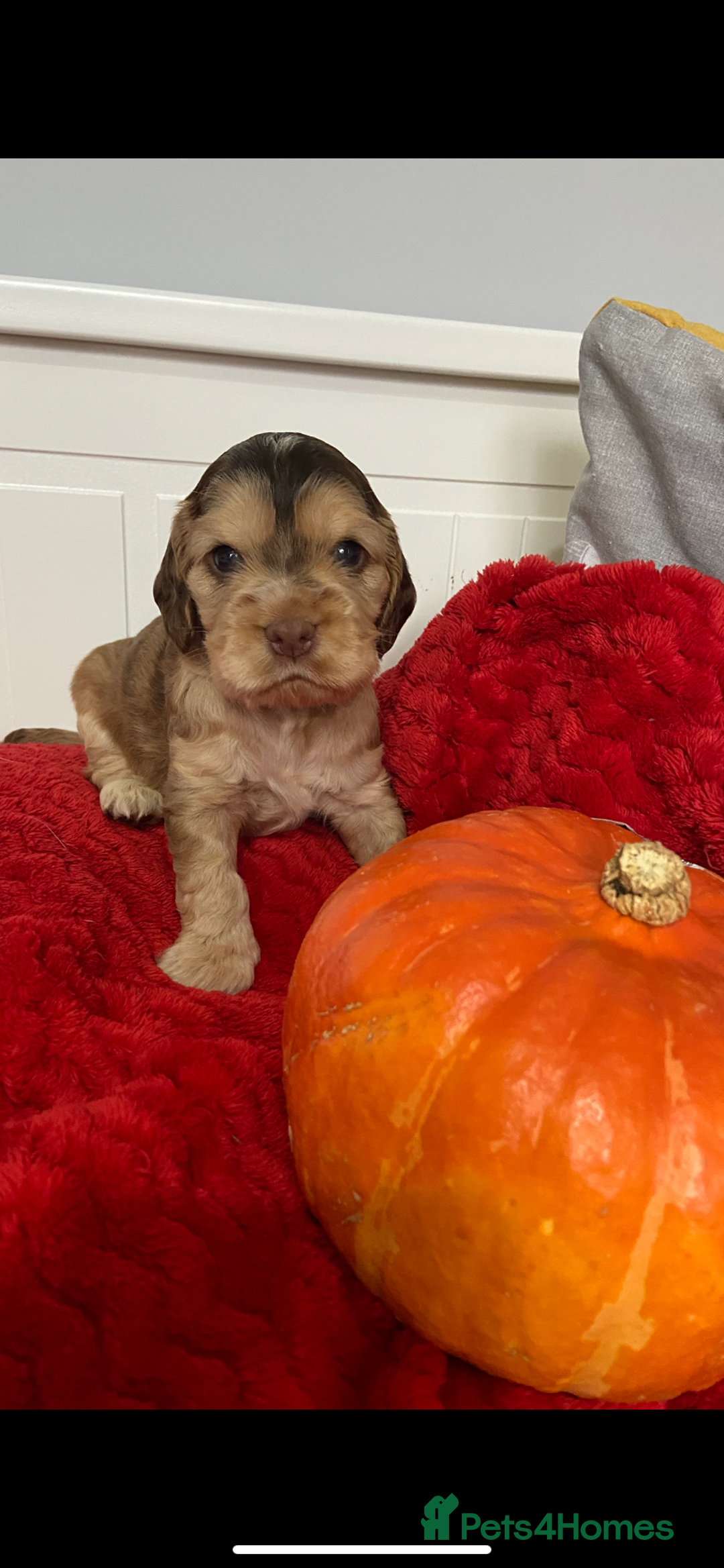 Cocker Spaniel dogs for sale: Show cocker spaniel puppies viewings this weekend! - Image 25