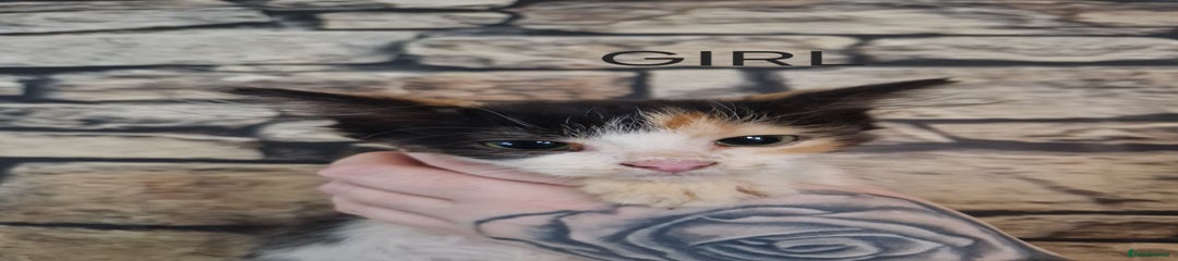 Mixed Breed Kitten 2