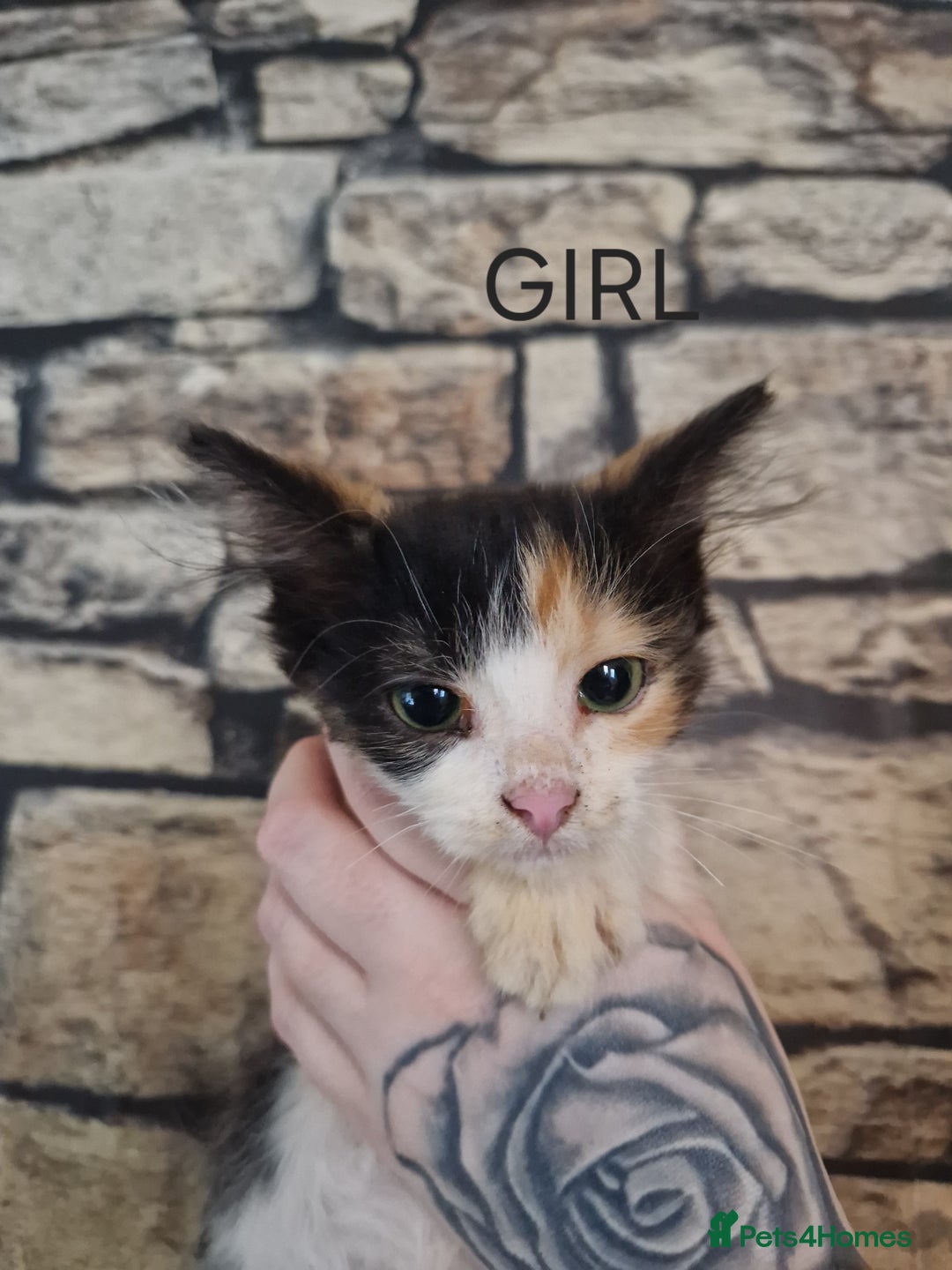 Mixed Breed cats for sale: Kittens for loving home ❤️ - Advert 3