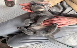 Mixed Breed cats for sale: Beautiful grey female kitten - Image 2