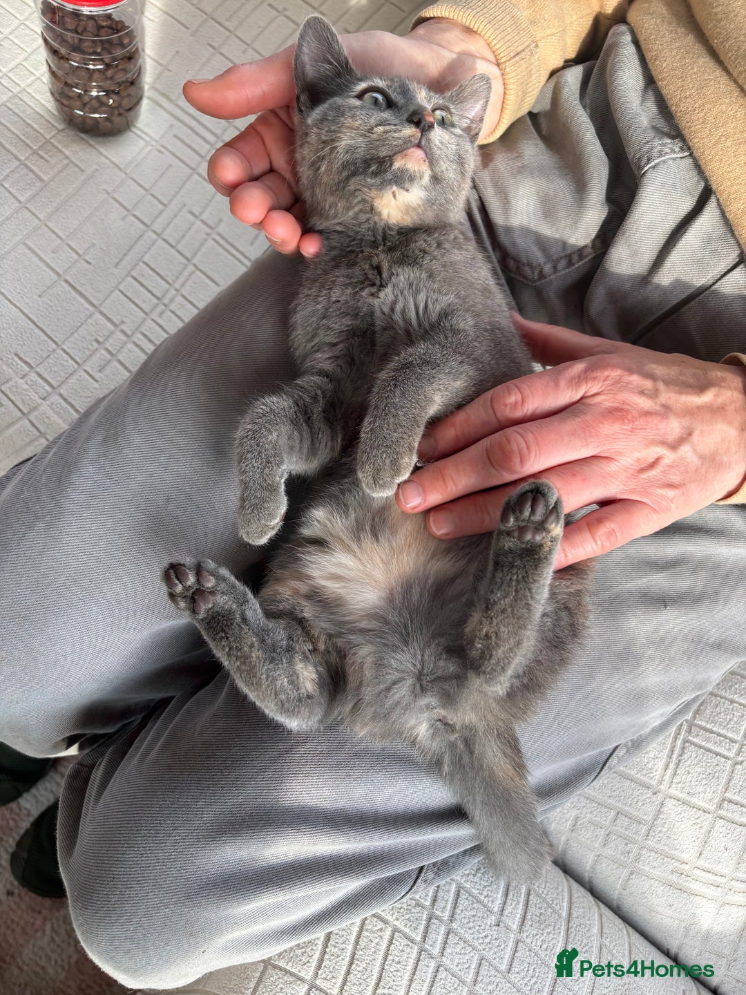 Mixed Breed cats for sale: Beautiful grey female kitten - Image 2