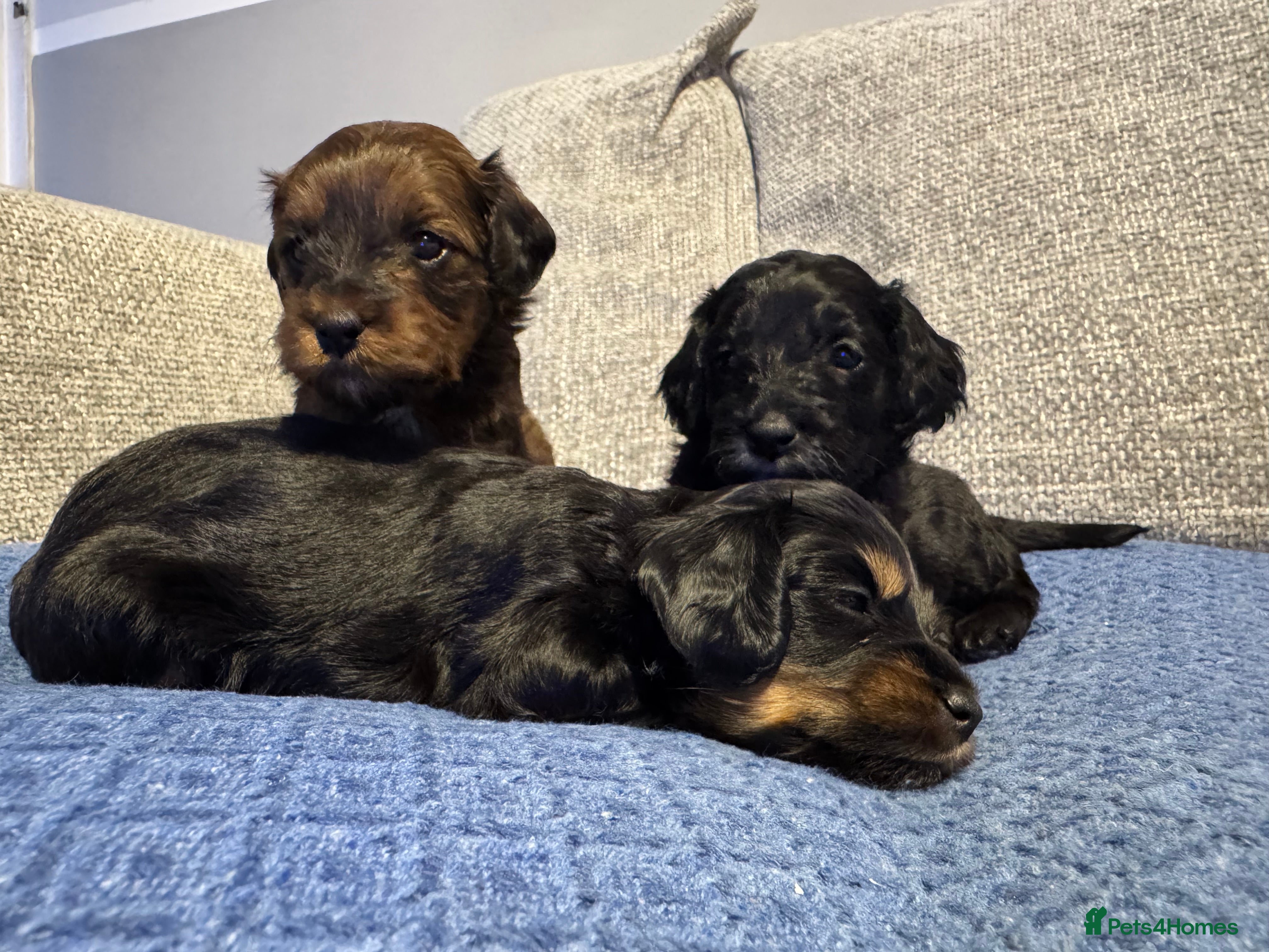 Cavapoo dogs F2 Toy Cavapoo puppies - Advert 5