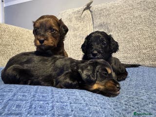 Cavapoo dogs F2 Toy Cavapoo puppies - Advert 5