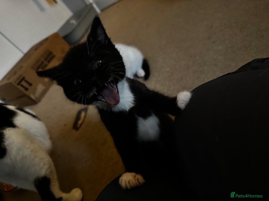 Domestic Shorthair cats for sale: 2 beautiful boy kittens  - Image 20