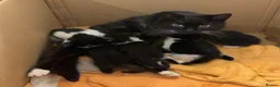 Mixed Breed cats for sale: Beautiful kittens  - Advert 1