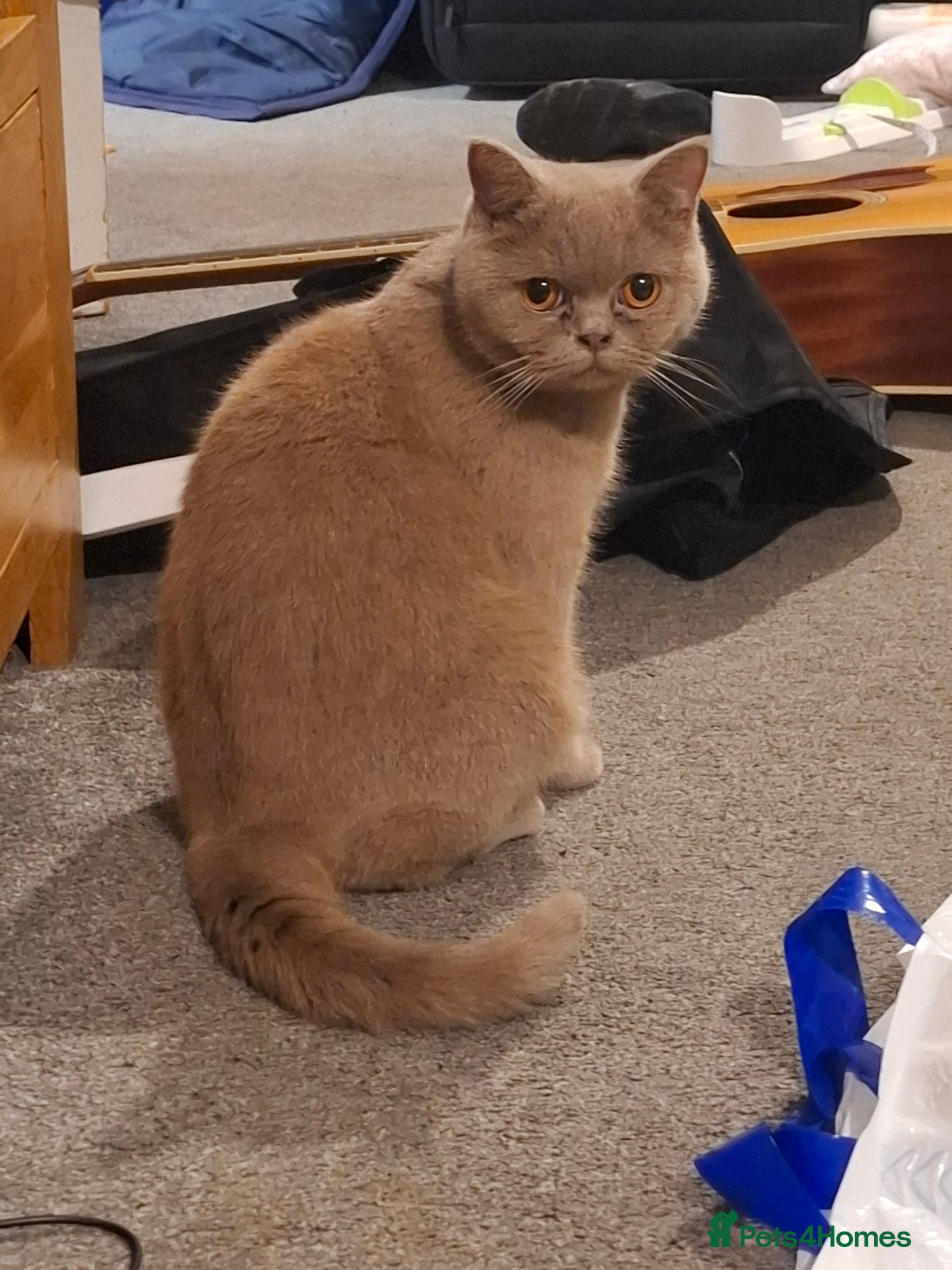 British Shorthair cats Female bsh - Advert 4