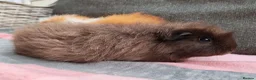 Guinea Pig rodents for sale: 2 beautiful sows available.  - Advert 3