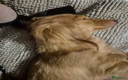 Miniature Dachshund dogs for sale: Miniature dachshunds Long haired cream KC reg  - Image 29