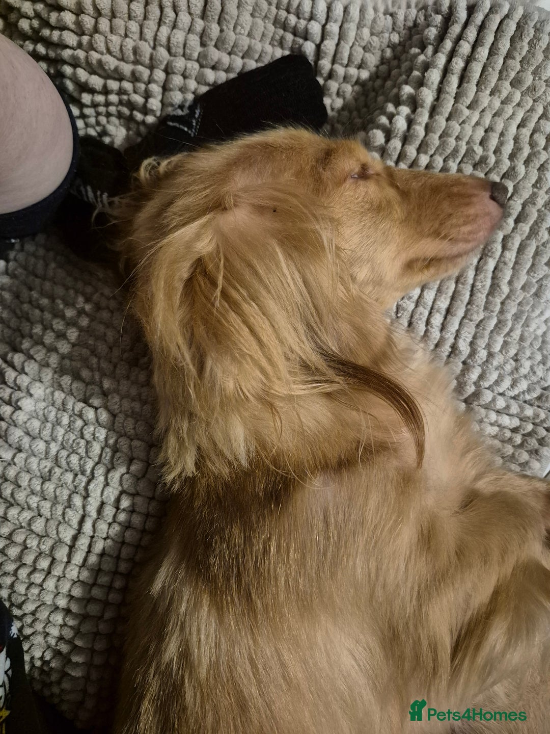 Miniature Dachshund dogs for sale: Miniature dachshunds Long haired cream KC reg  - Image 29