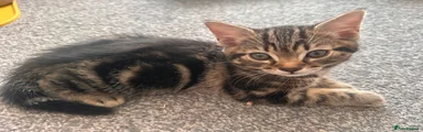 Short-haired tabby girl