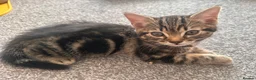 Mixed Breed cats for sale: 2 beautiful Bengal cross girls - Advert 12