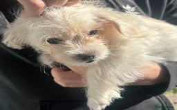Mixed Breed dogs for sale: Beautiful Peekapoo’s very rare breed - Image 11