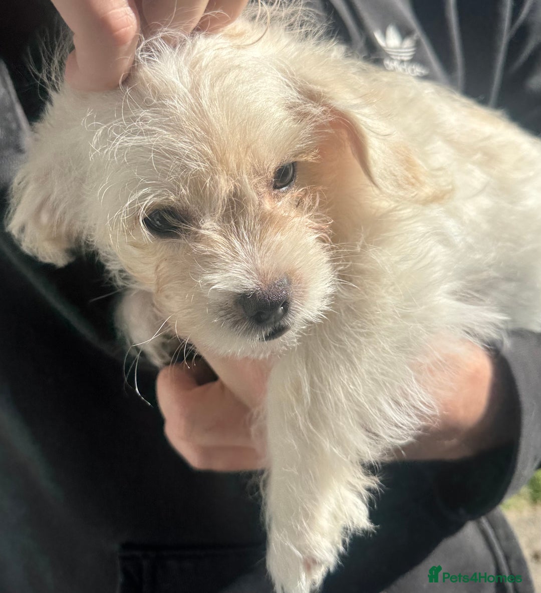 Mixed Breed dogs for sale: Beautiful Peekapoo’s very rare breed - Image 11
