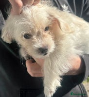 Mixed Breed dogs - Advert 5