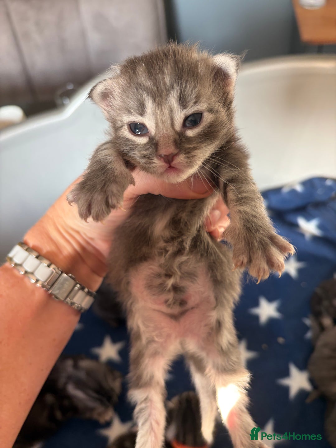 Maine Coon cats for sale: Last little girl - ready now - Advert 25