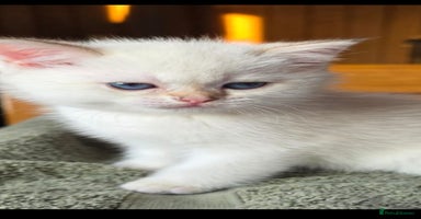 British Shorthair cats - Advert 14