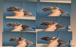 Cane Corso dogs for sale: European cane corsos  - Image 11