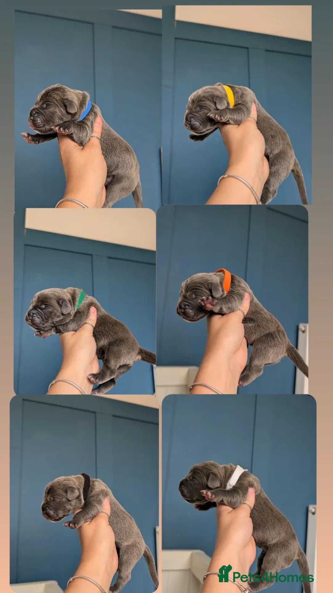 Cane Corso dogs for sale: European cane corsos  - Image 11