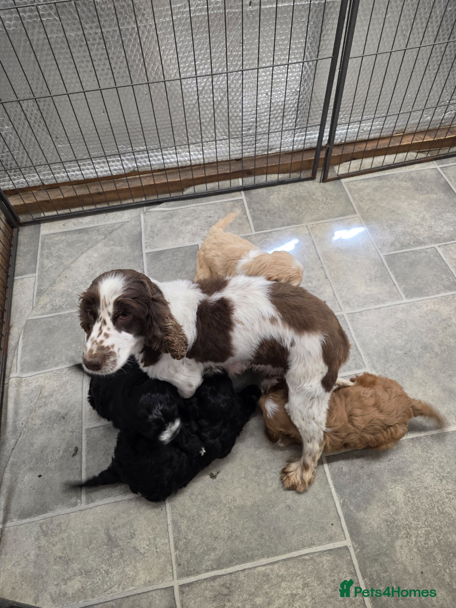 Cockapoo dogs Stunning F1 Cockapoo puppys  - Advert 1