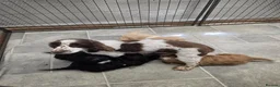 Cockapoo dogs for sale: Stunning F1 Cockapoo puppys  - Advert 1