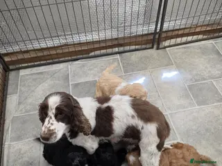 Cockapoo dogs Stunning F1 Cockapoo puppys - Advert 1