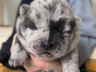 Chow Chow dogs Merle & blue bear faced Teddy chow chow puppies - Advert 4