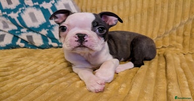 Boston Terrier dogs - Advert 6