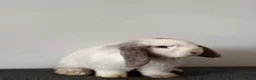 Mini Lop rabbits for sale: Mini Lop Available 🩷 in Derby - Advert 6