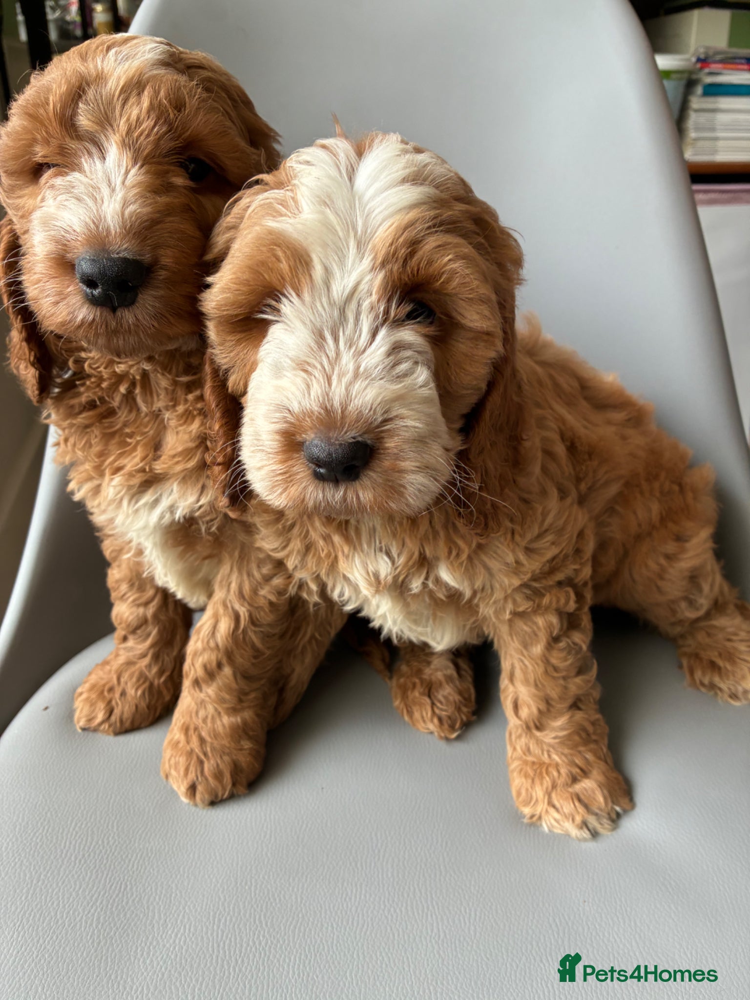 Cockapoo dogs for sale: Beautiful Cockerpoo puppies - Advert 1