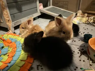 Lionhead rabbits 7 babies - Advert 9