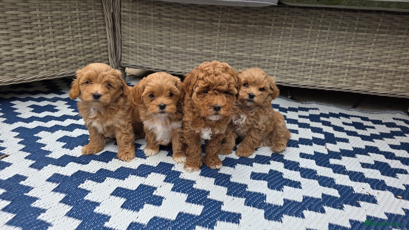 Maltipoo dogs  Adorable Tiny Toy Maltipoo puppies 🐶 - Advert 6